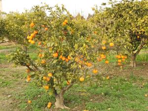 Casa Xanet del Delta